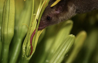 Bat Conservation International - Bats & Agaves: A Love Story